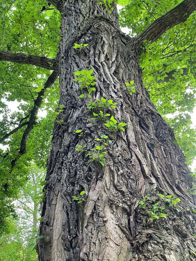 Close-up image of a tree trunk with long, deep cracks